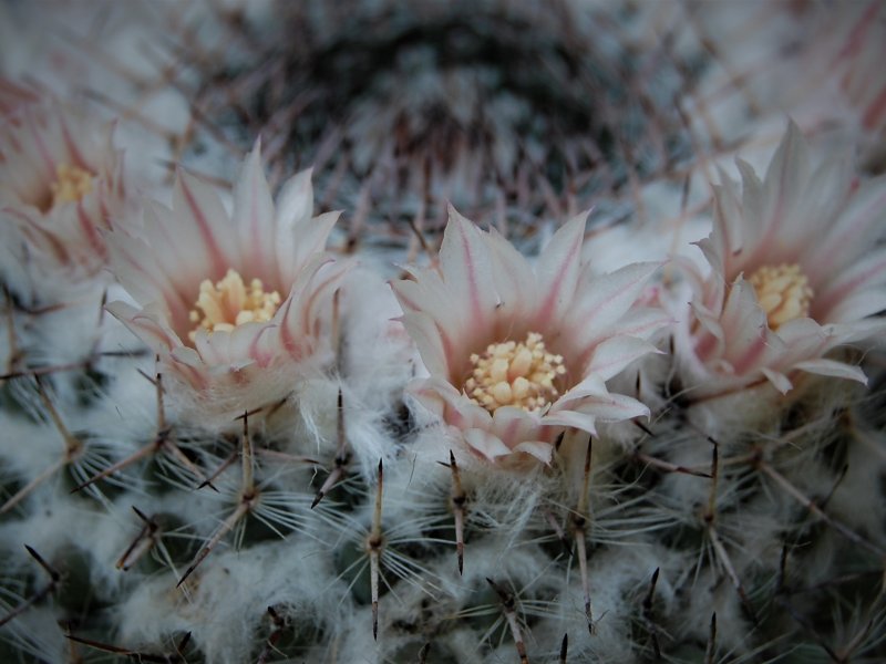 Mammillaria chionocephala 