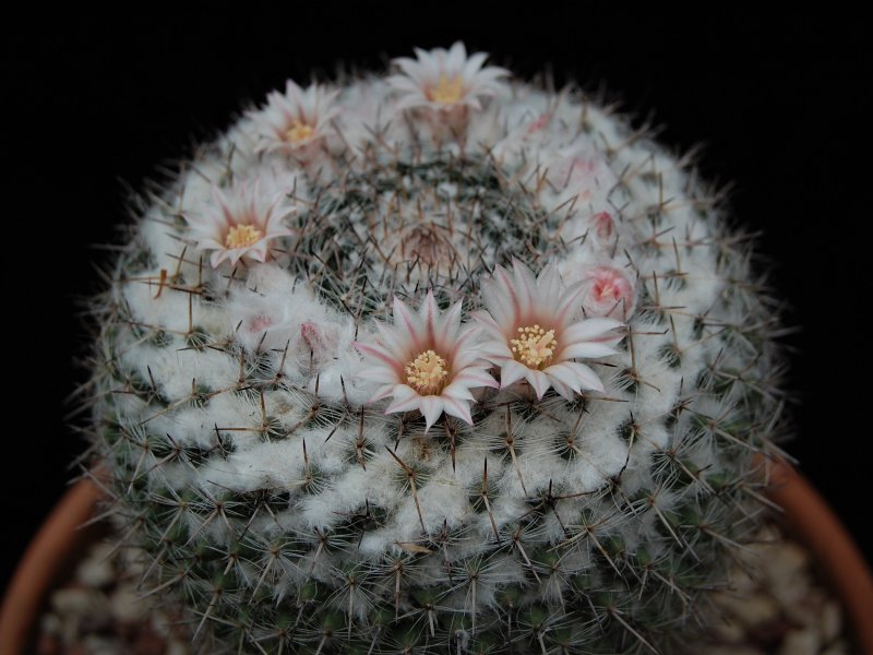 Mammillaria chionocephala 