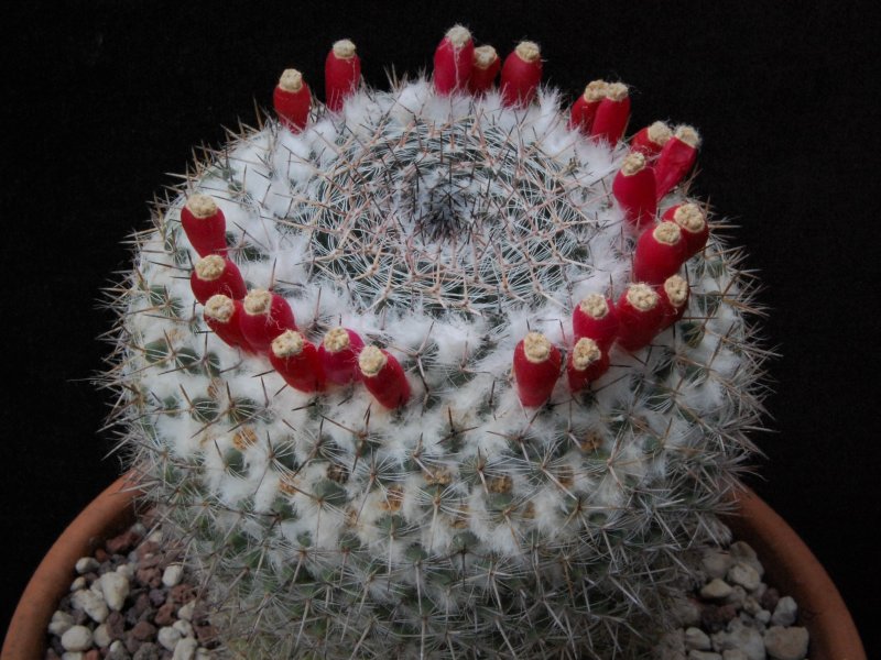 Mammillaria chionocephala 