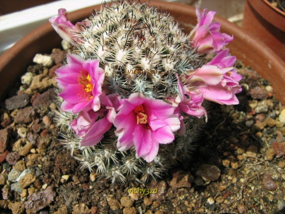 Mammillaria cv. blando 