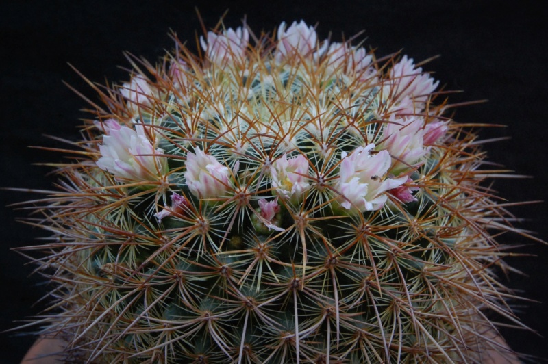 Mammillaria aff. discolor ROG 464