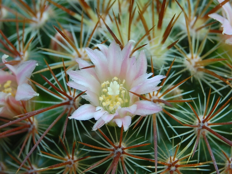 Mammillaria aff. discolor ROG 464