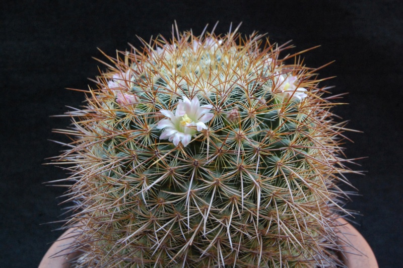 Mammillaria aff. discolor ROG 464