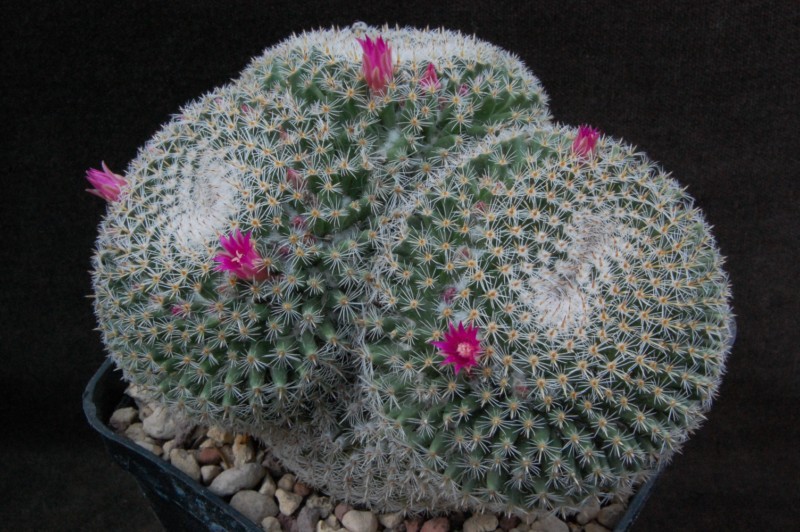 Mammillaria perbella 