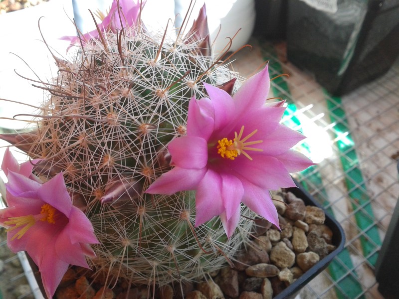 Mammillaria grahamii v. oliviae SB 371