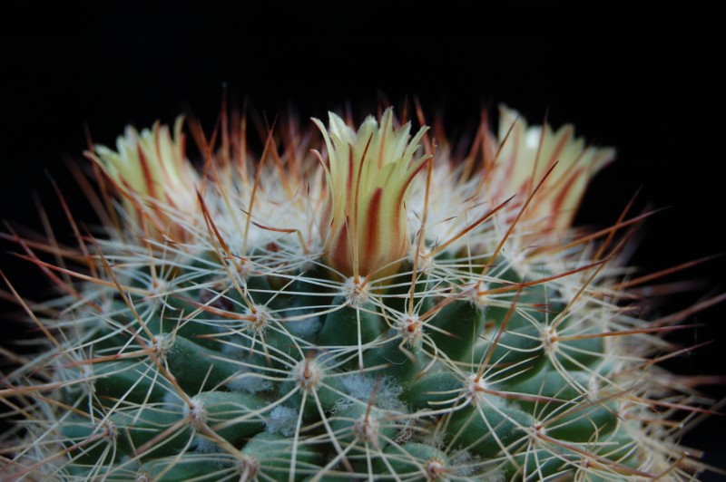 Mammillaria petrophila ssp. baxteriana 