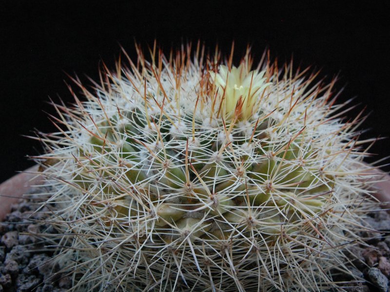 Mammillaria petrophila ssp. baxteriana 