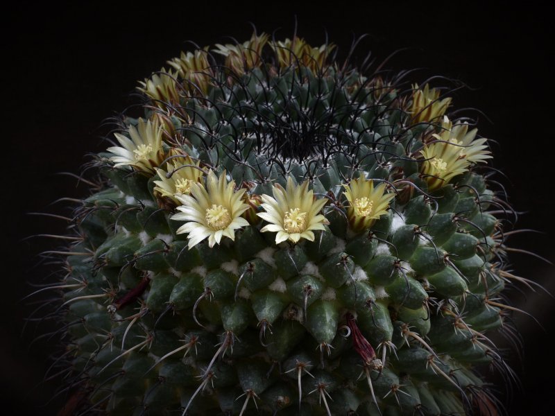 Mammillaria gigantea 