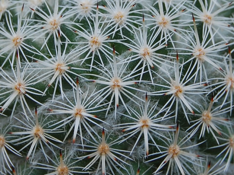 Mammillaria dealbata 