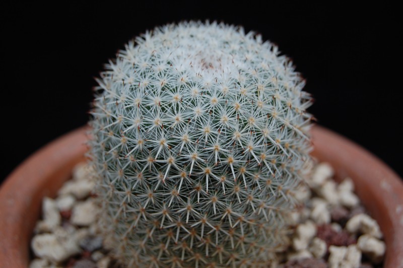 Mammillaria dealbata 