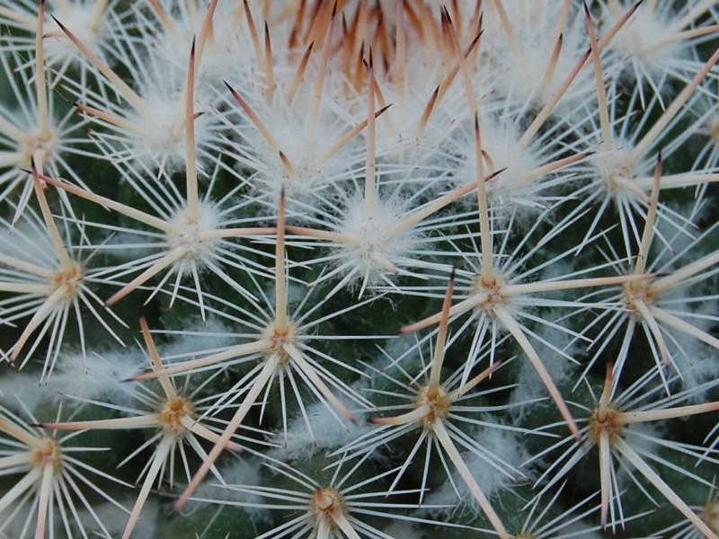 Mammillaria iwersiana 