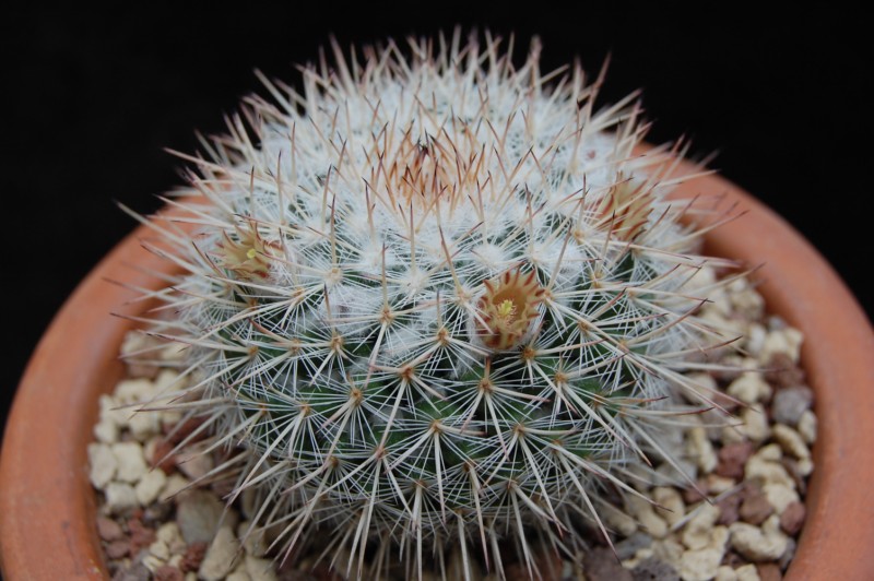 Mammillaria iwersiana 