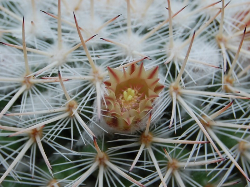 Mammillaria iwersiana 