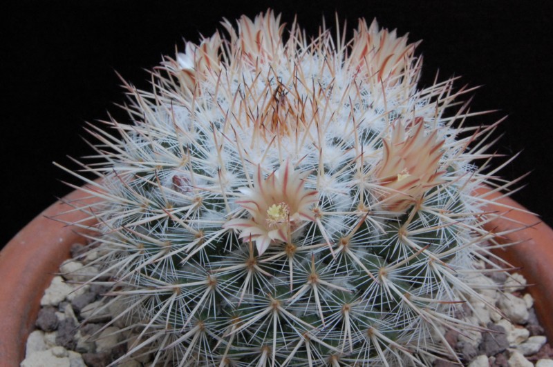 mammillaria iwersiana