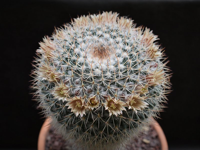 Mammillaria iwersiana 