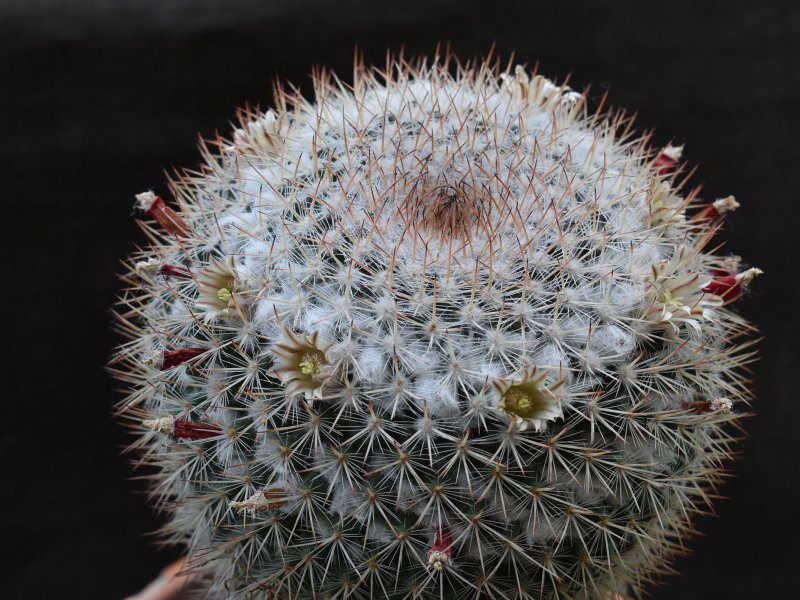 Mammillaria iwersiana 