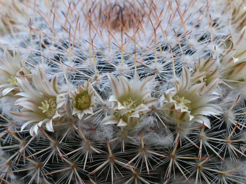 Mammillaria iwersiana 