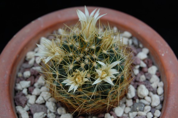 Mammillaria aurisaeta 