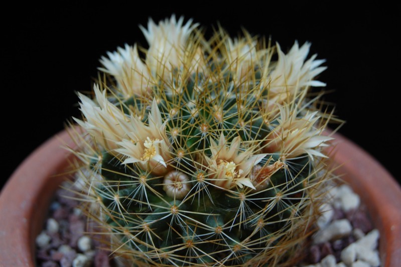 Mammillaria aurisaeta 