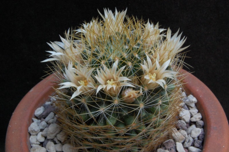 Mammillaria aurisaeta 