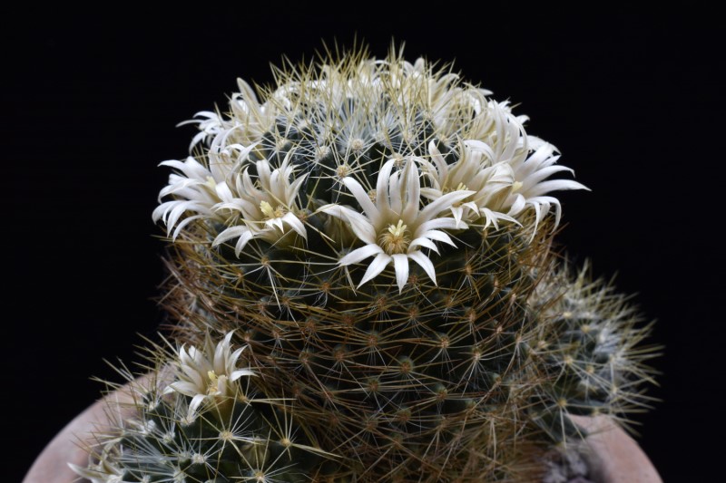 Mammillaria aurisaeta 