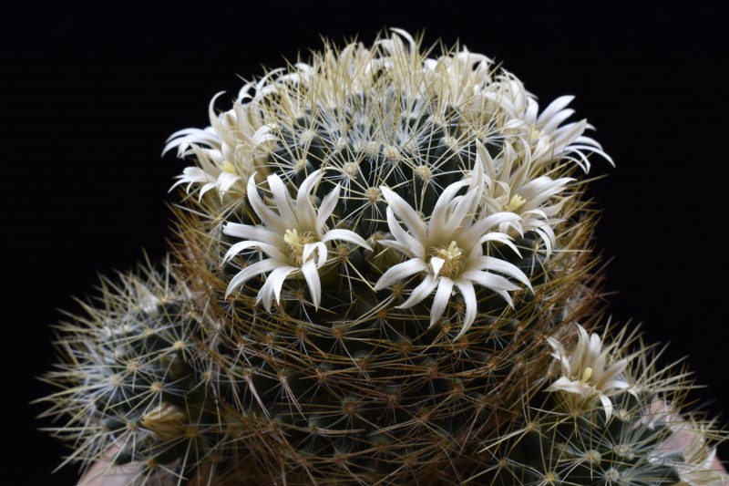 Mammillaria aurisaeta 