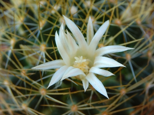 Mammillaria aurisaeta 