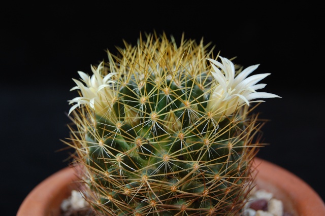 Mammillaria aurisaeta 