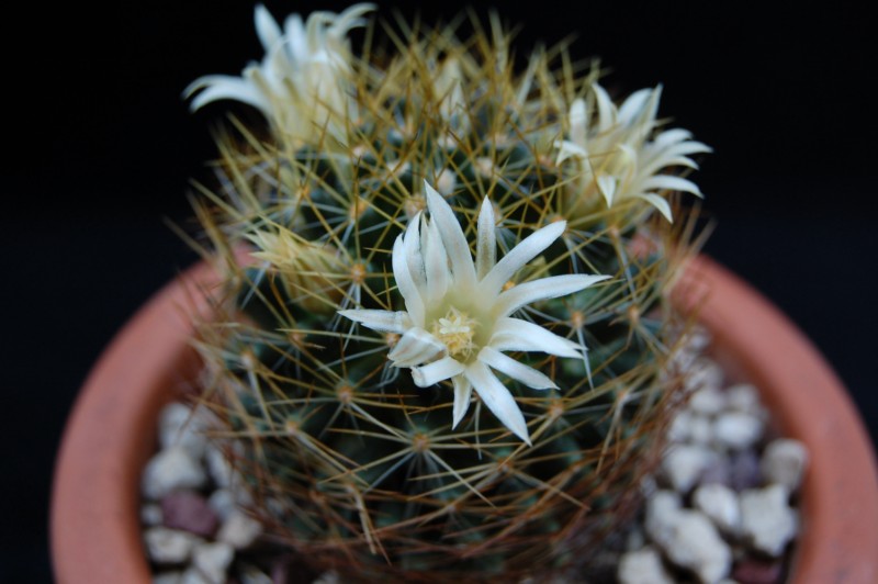 Mammillaria aurisaeta 