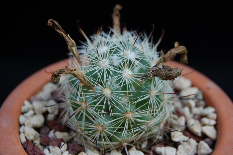 Mammillaria insularis 