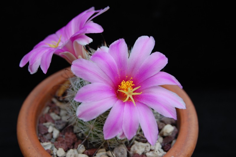 Mammillaria insularis 