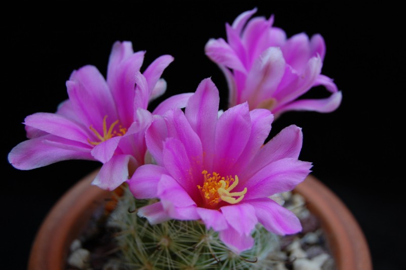 Mammillaria insularis 