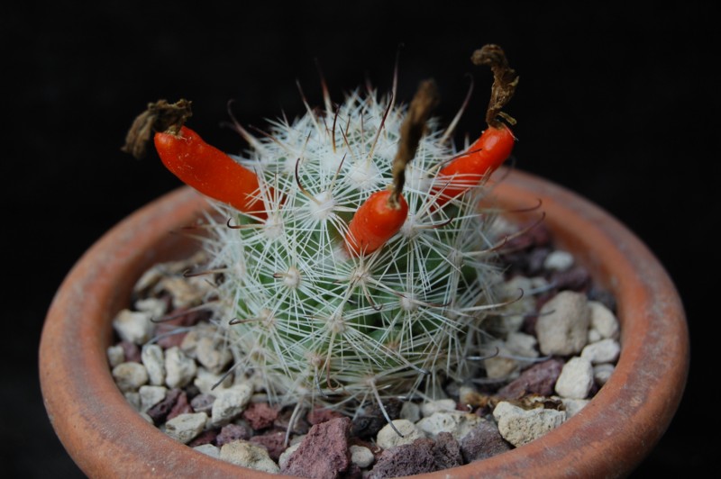 Mammillaria insularis 