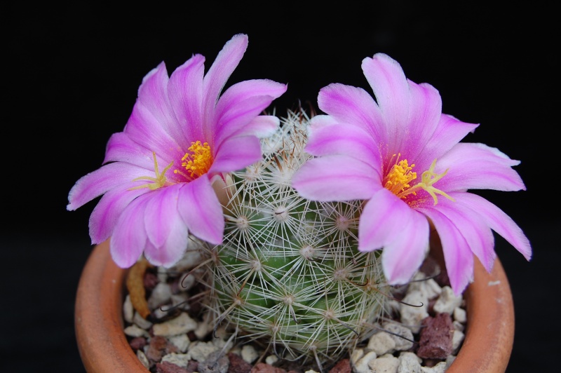 Mammillaria insularis 