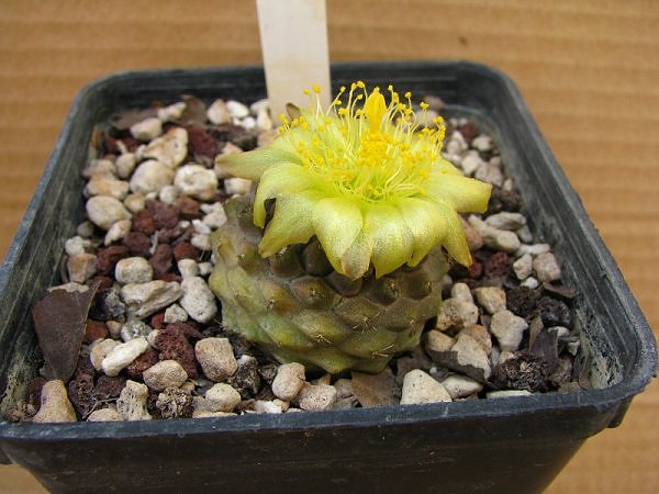 Copiapoa tenuissima 