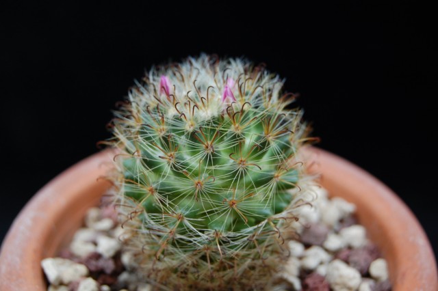 Mammillaria tepexicensis FO 177