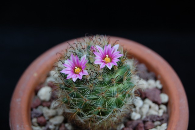 Mammillaria tepexicensis 