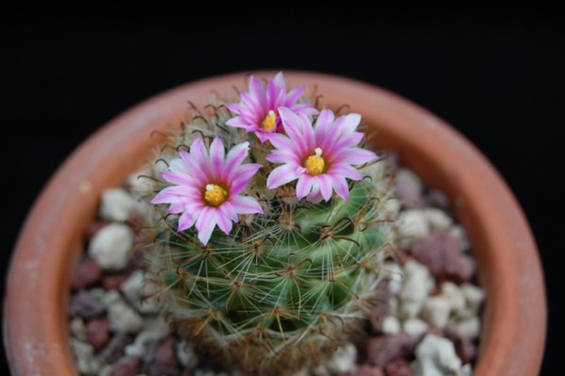 Mammillaria tepexicensis FO 177