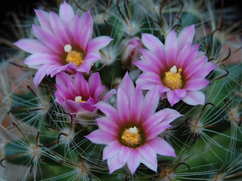 Mammillaria tepexicensis FO 177