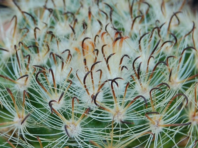 Mammillaria tepexicensis 