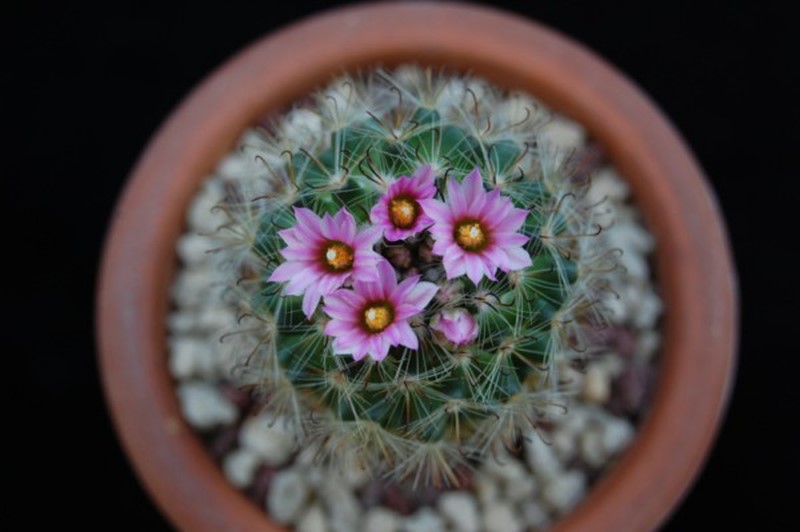 Mammillaria tepexicensis FO 177