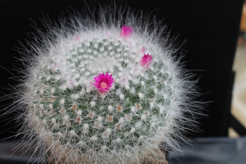 Mammillaria hahniana 