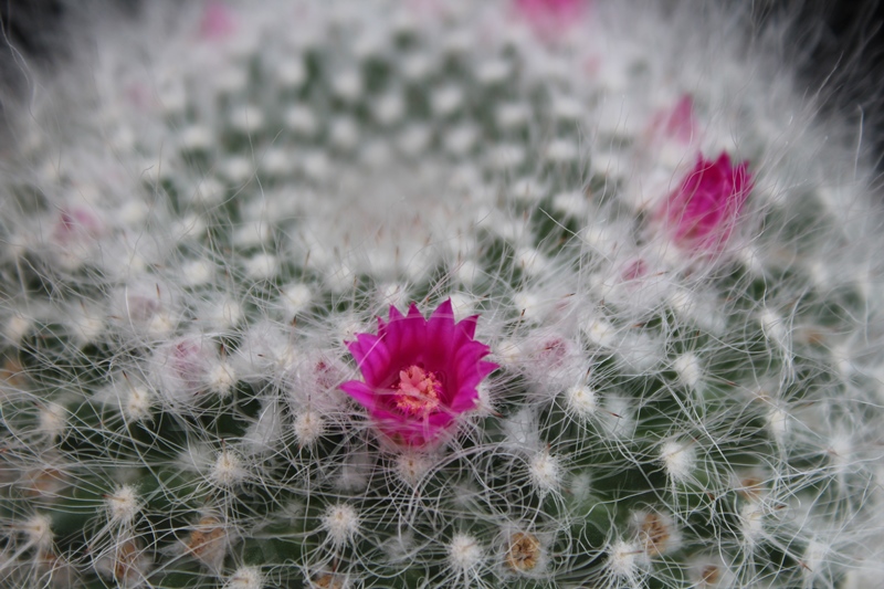 Mammillaria hahniana 