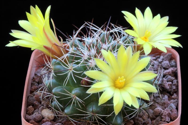 Mammillaria melaleuca 