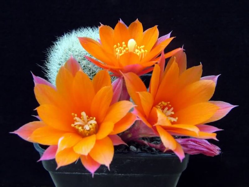 Rebutia hoffmannii 