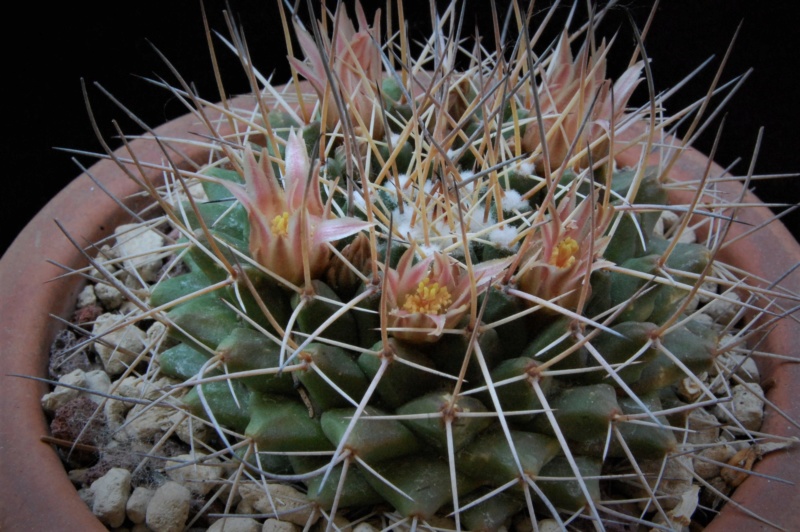 Mammillaria roseoalba LAU 1170