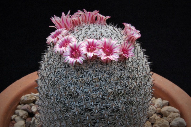 Mammillaria aff. formosa 