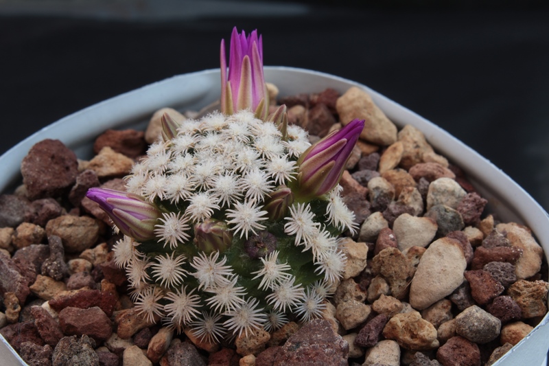 Mammillaria hernandezii 