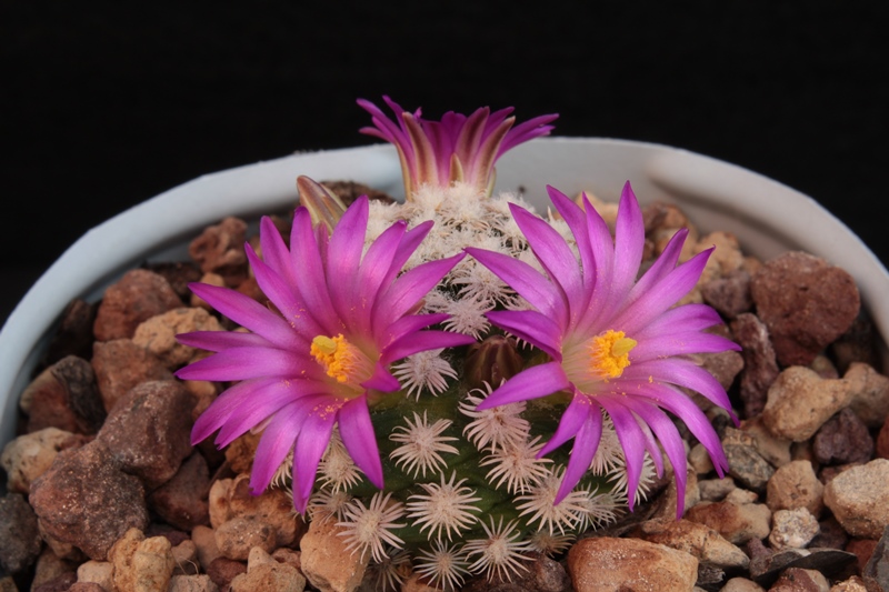 Mammillaria hernandezii 