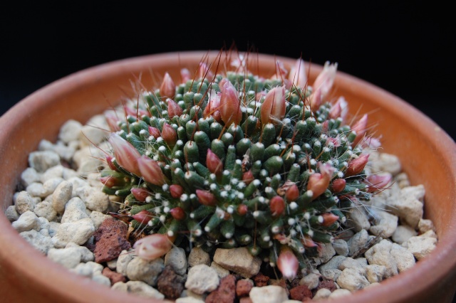 Mammillaria crinita f. monstruosa cv. caterpincy 